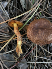 Cortinarius thiersii