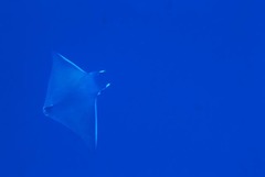 Mobula kuhlii