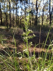 Platysace linearifolia