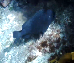 Parma alboscapularis