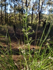 Platysace linearifolia