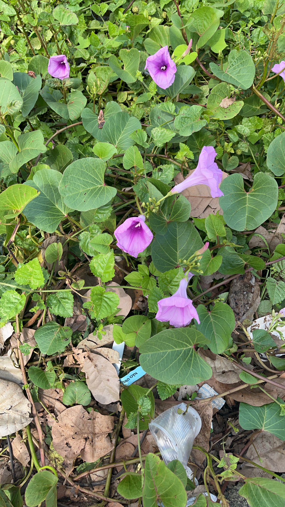 Ipomoea asarifolia
