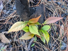 Elaeocarpus reticulatus