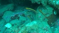 Forsterygion maryannae