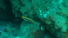 Forsterygion maryannae