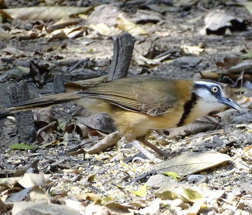 Lesser Necklaced Laughingthrush (Garrulax monileger), photo 2