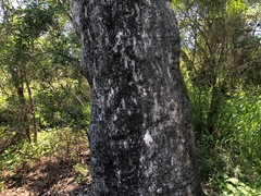 Eucalyptus orgadophila