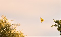 Tmetothylacus tenellus