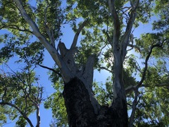 Eucalyptus orgadophila