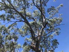 Eucalyptus orgadophila