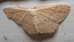Cyclophora turneri