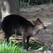 Black Duiker - Photo (c) 
David Wiley, some rights reserved (CC BY)