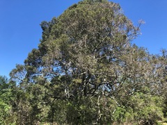 Diospyros humilis