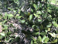 Diospyros humilis