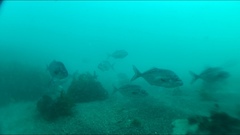 Latridopsis ciliaris