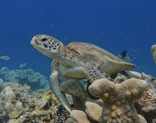 Chelonia mydas