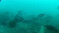 Latridopsis ciliaris