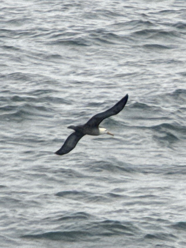 Waved Albatross (Phoebastria irrorata), photo 7