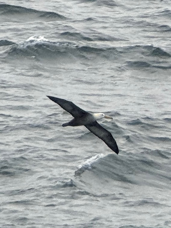 Waved Albatross (Phoebastria irrorata), photo 6