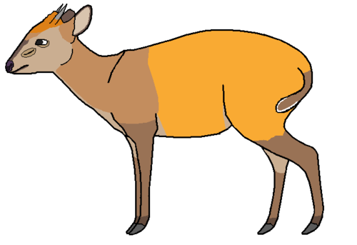 Weyns's Duiker