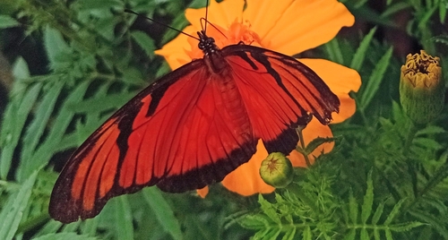 Juno Silverspot