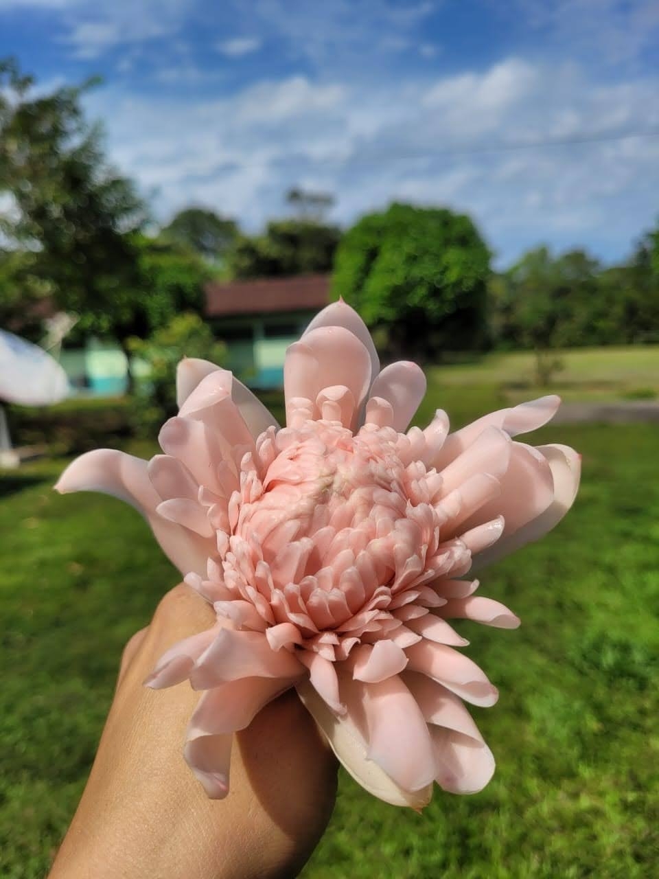 Etlingera elatior