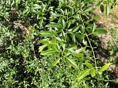 Jasminum didymum racemosum