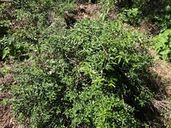 Jasminum didymum racemosum