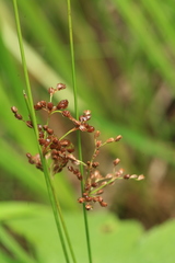 Juncus decipiens