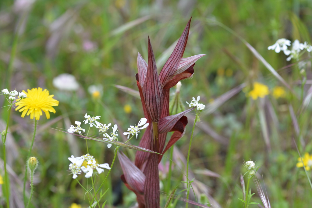 Serapias bergonii; photograph (c) Pantazi Katerina, some rights reserved (CC BY)