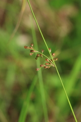Juncus decipiens