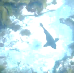 Parma alboscapularis