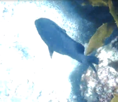 Parma alboscapularis