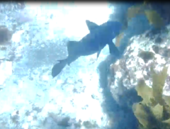 Parma alboscapularis