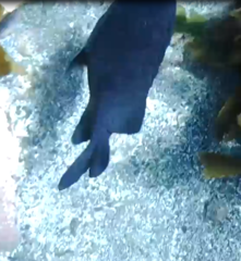 Parma alboscapularis