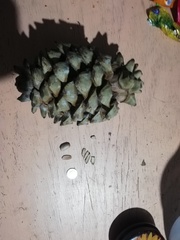 Pinus maximartinezii