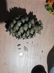 Pinus maximartinezii