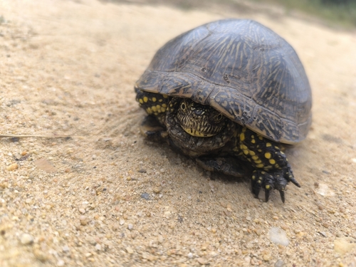 Emys orbicularis
