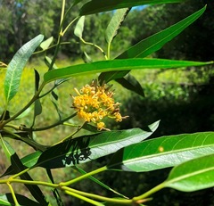 Parsonsia eucalyptophylla