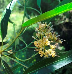 Parsonsia eucalyptophylla