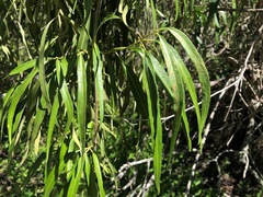 Parsonsia eucalyptophylla