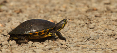 Trachemys venusta venusta