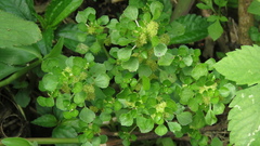 Pilea peploides major