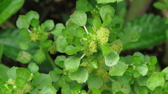 Pilea peploides major