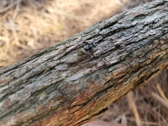 Dolichoderus clarki