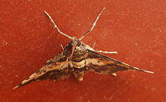 Nacoleia amphicedalis