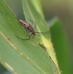 Tetragnatha mandibulata