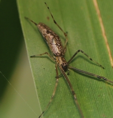 Tetragnatha mandibulata