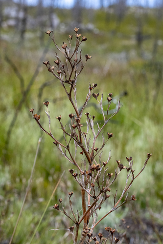 Moraea ramosissima