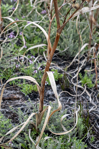 Moraea ramosissima, photograph 2